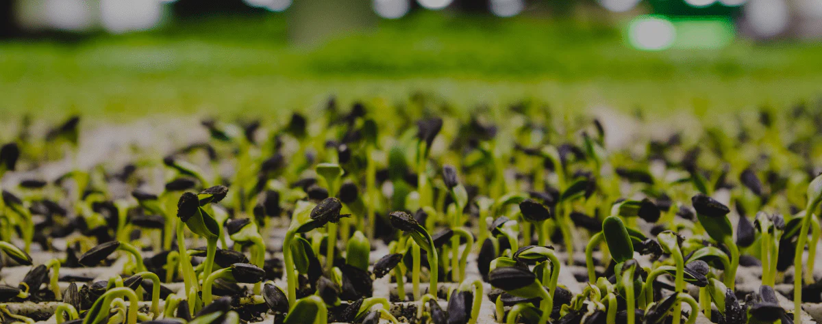 Fermes urbaines : rapprocher producteurs et consommateurs